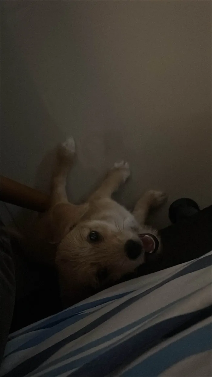 Cachorro ra a SRD-ViraLata idade 2 a 6 meses nome Lili