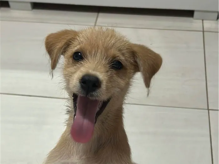 Cachorro ra a SRD-ViraLata idade 2 a 6 meses nome Lili