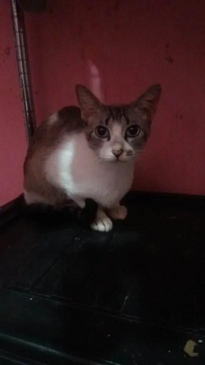 Gato raça SRD-ViraLata idade 2 a 6 meses nome Anitta