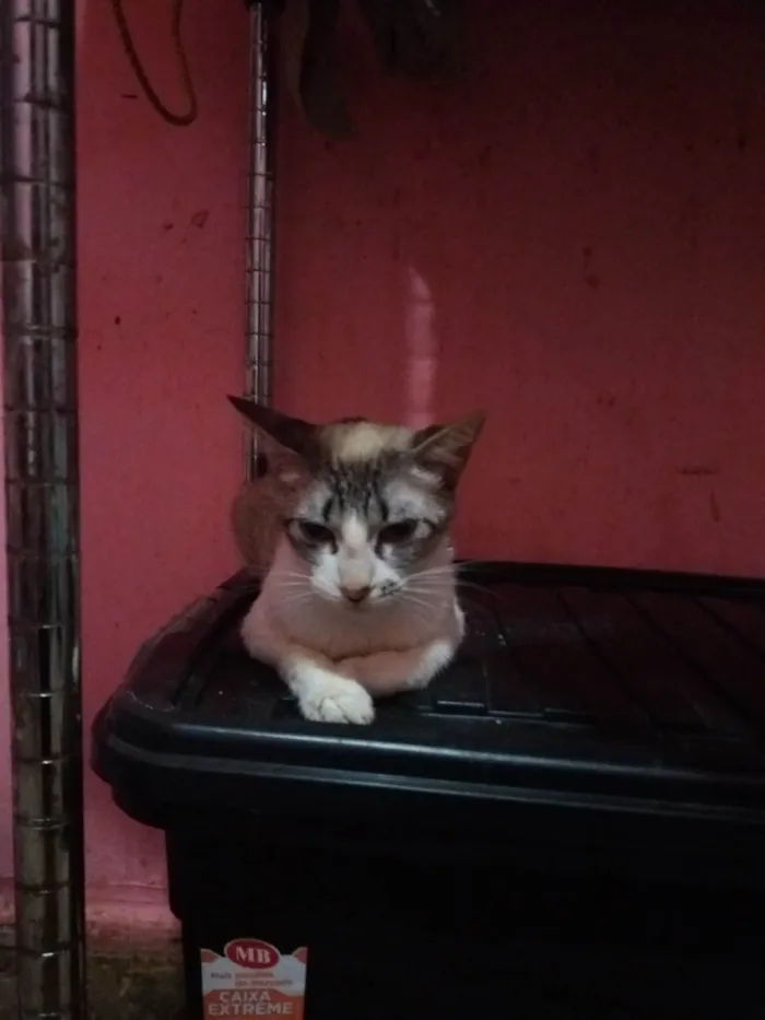 Gato ra a SRD-ViraLata idade 2 a 6 meses nome Anitta