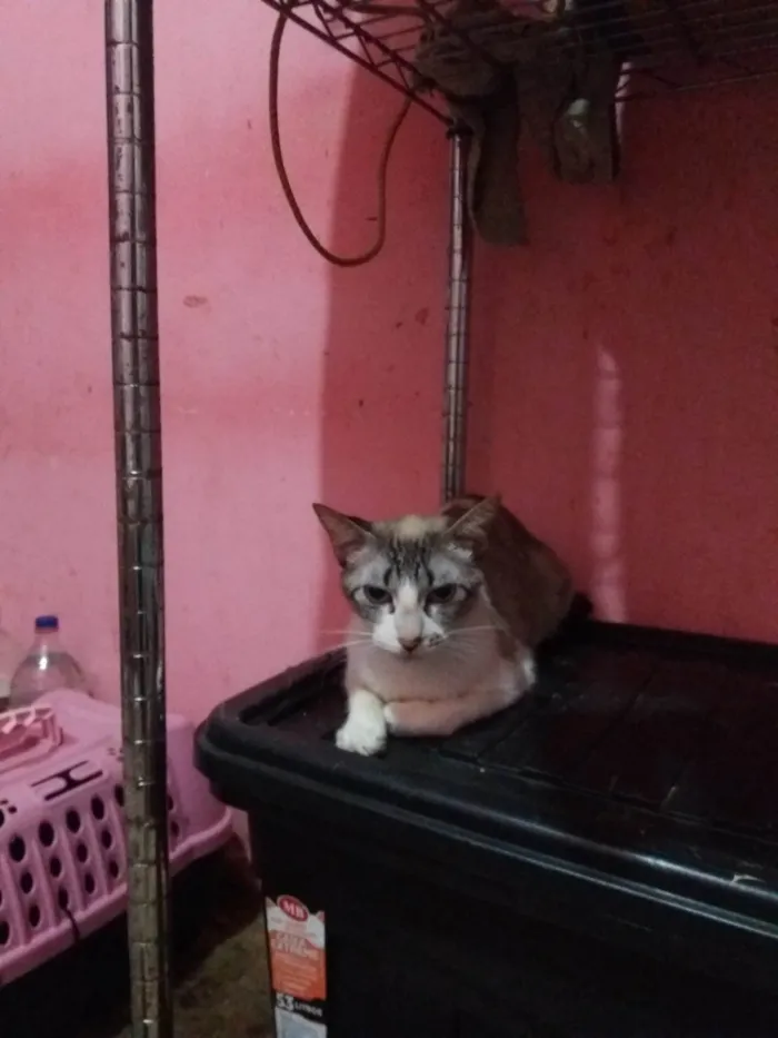 Gato ra a SRD-ViraLata idade 2 a 6 meses nome Anitta