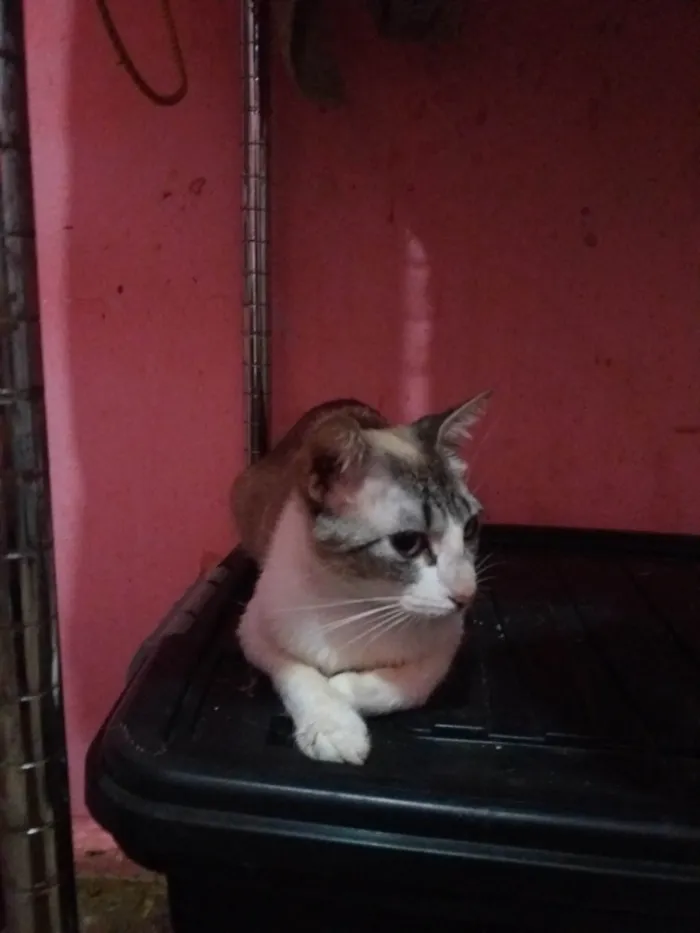 Gato ra a SRD-ViraLata idade 2 a 6 meses nome Anitta