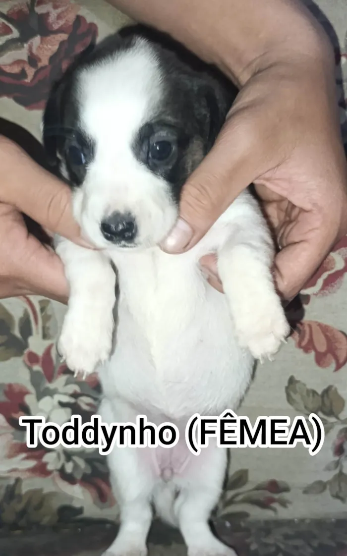 Cachorro ra a SRD-ViraLata idade Abaixo de 2 meses nome TODDYNHO