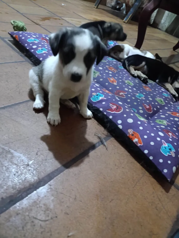 Cachorro ra a SRD-ViraLata idade Abaixo de 2 meses nome TODDYNHO