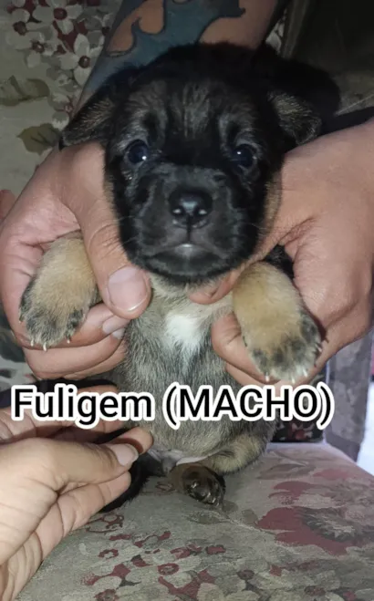 Cachorro raça SRD-ViraLata idade Abaixo de 2 meses nome Fuligem