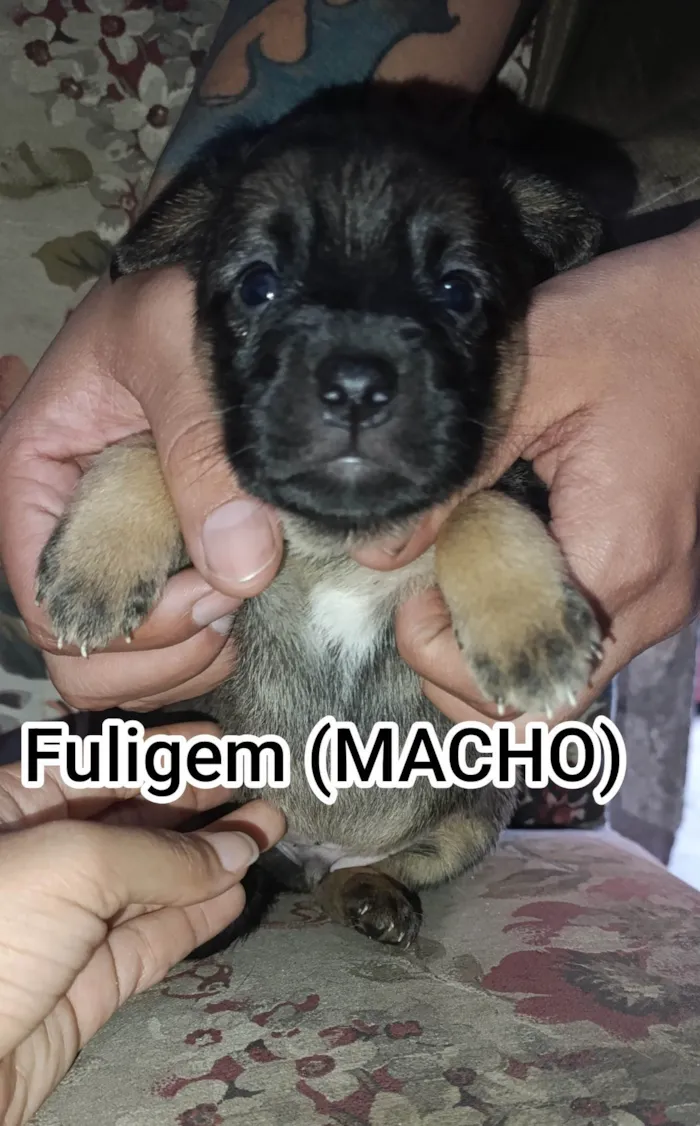 Cachorro ra a SRD-ViraLata idade Abaixo de 2 meses nome Fuligem