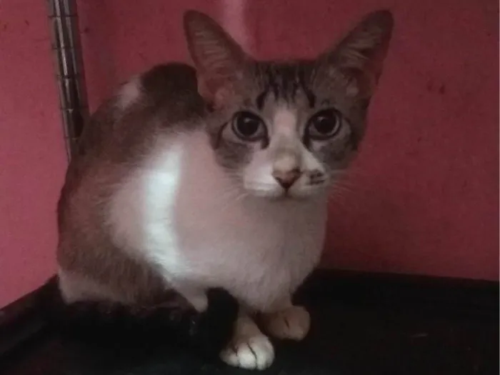 Gato ra a SRD-ViraLata idade 2 a 6 meses nome Anitta