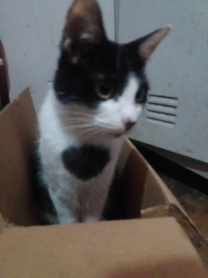 Gato raça SRD-ViraLata idade 2 a 6 meses nome Manfredd para adoção