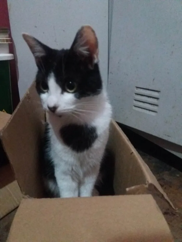 Gato raça SRD-ViraLata idade 2 a 6 meses nome Manfredd para adoção