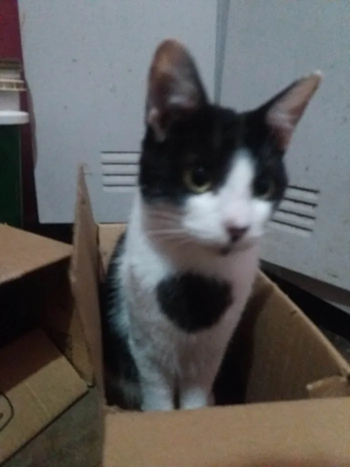 Gato raça SRD-ViraLata idade 2 a 6 meses nome Manfredd para adoção