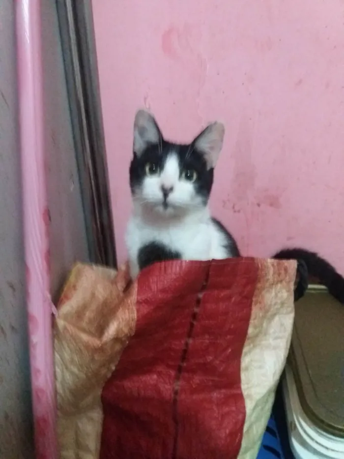 Gato raça SRD-ViraLata idade 2 a 6 meses nome Manfredd para adoção