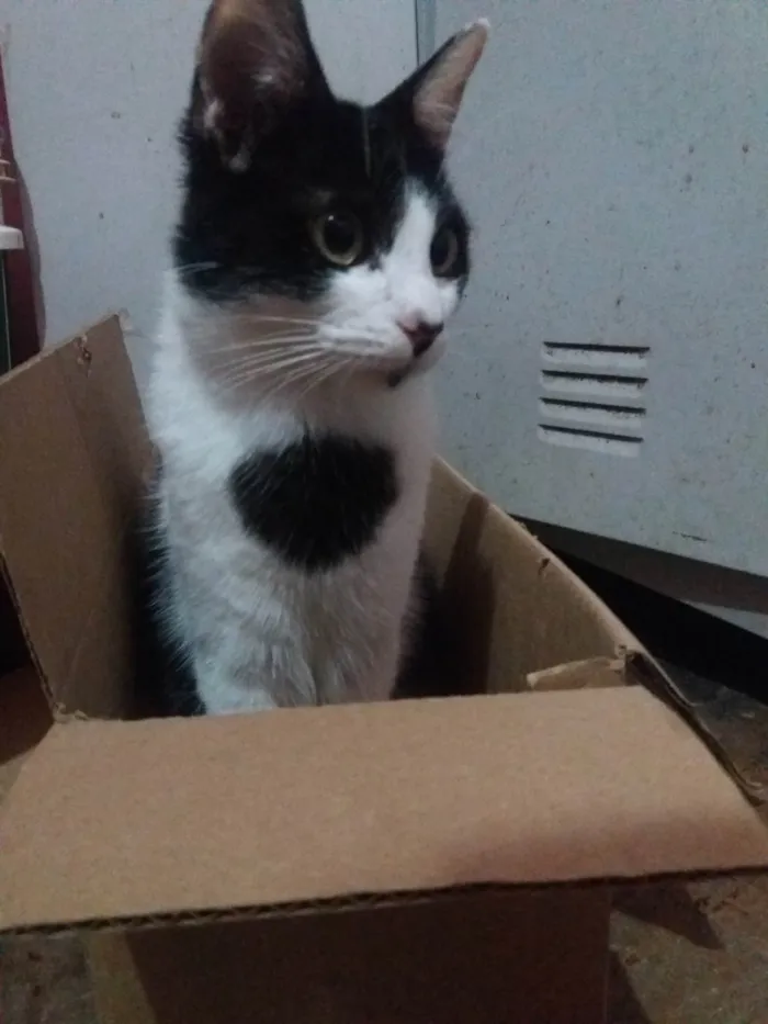 Gato raça SRD-ViraLata idade 2 a 6 meses nome Manfredd para adoção