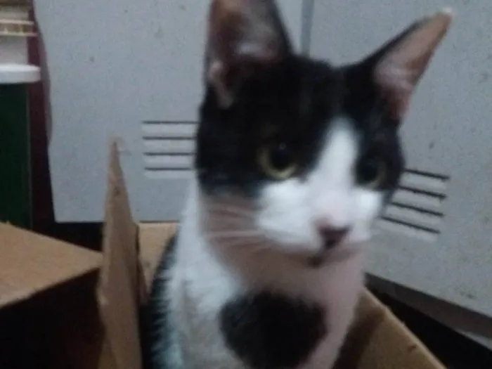 Gato raça SRD-ViraLata idade 2 a 6 meses nome Manfredd para adoção