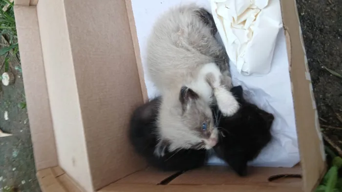 Gato ra a SRD-ViraLata idade 2 a 6 meses nome Lindinha