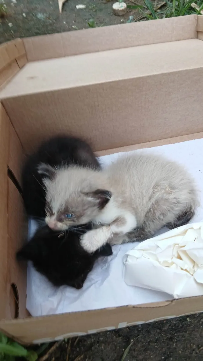 Gato ra a SRD-ViraLata idade 2 a 6 meses nome Lindinha