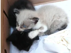 Gato raça SRD-ViraLata idade 2 a 6 meses nome Lindinha