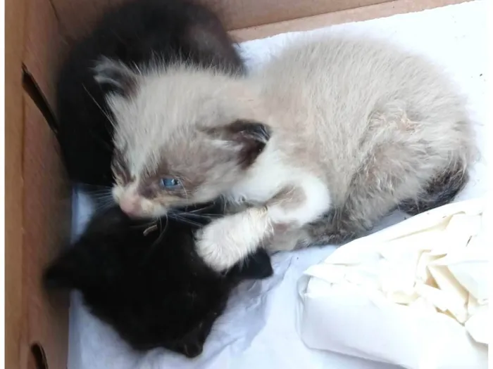 Gato ra a SRD-ViraLata idade 2 a 6 meses nome Lindinha