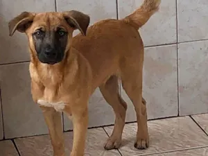 Cachorro raça SRD-ViraLata idade 2 a 6 meses nome Samuel Cirilo Dos Santos