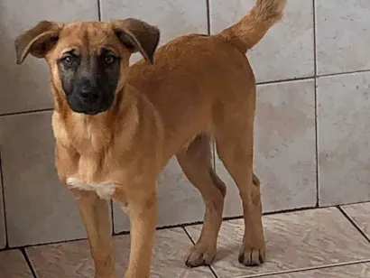 Cachorro raça SRD-ViraLata idade 2 a 6 meses nome Samuel Cirilo Dos Santos