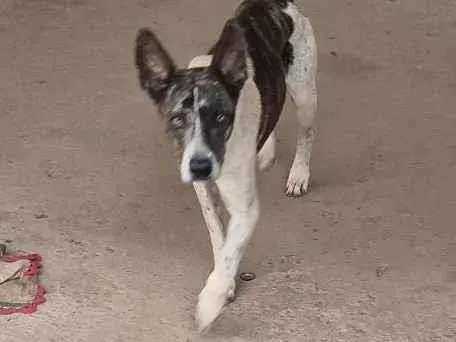 Cachorro ra a SRD-ViraLata idade 6 ou mais anos nome Beethoven 