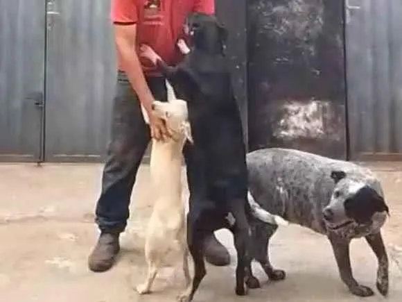 Cachorro raça SRD-ViraLata idade 6 ou mais anos nome Mel e bombom