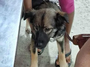 Cachorro raça SRD-ViraLata idade 2 a 6 meses nome Athena