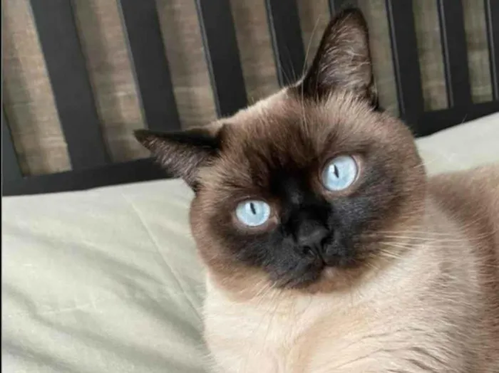 Gato ra a Siamês idade 1 ano nome Benjamin 