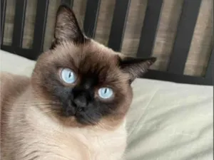 Gato raça Siamês idade 1 ano nome Benjamin 
