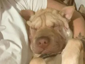 Cachorro raça Shar Pei idade 1 ano nome Summer