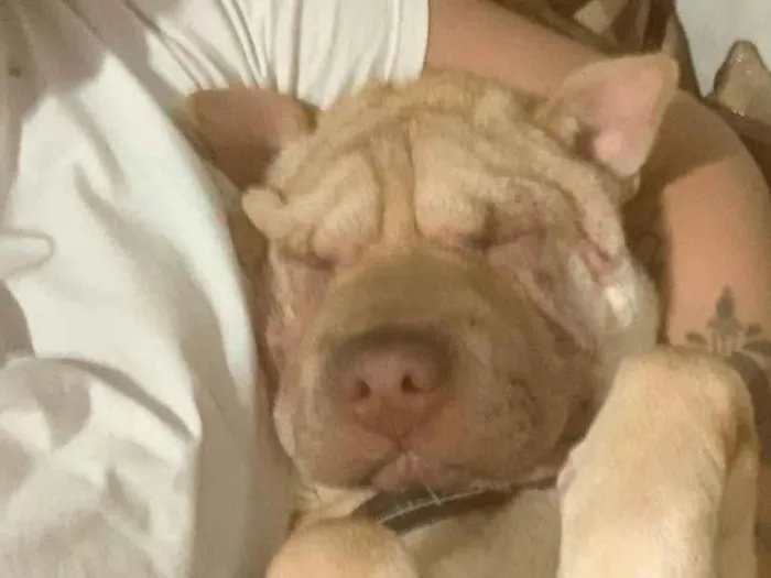Cachorro ra a Shar Pei idade 1 ano nome Summer