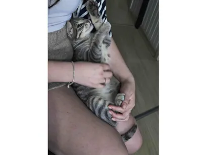 Gato raça SRD-ViraLata idade 7 a 11 meses nome FUMAÇA