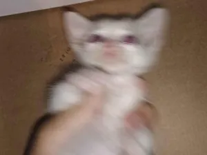 Gato raça SRD-ViraLata idade Abaixo de 2 meses nome Lindinho 