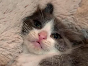 Gato raça SRD-ViraLata idade 2 a 6 meses nome Amora