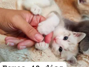 Gato raça SRD-ViraLata idade Abaixo de 2 meses nome Avelã