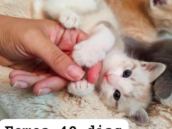 Gato ra a SRD-ViraLata idade Abaixo de 2 meses nome Avelã