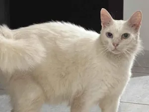 Gato raça Persa idade 1 ano nome Gatinho branco