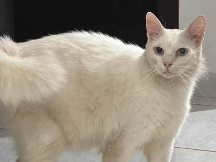Gato raça Persa idade 1 ano nome Gatinho branco