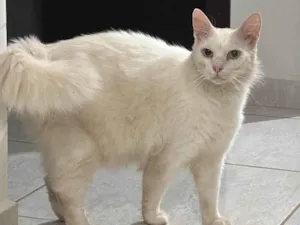 Gato raça Persa idade 2 anos nome Gato persa Branvo