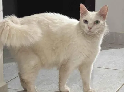 Gato raça Persa idade 2 anos nome Gato persa Branvo