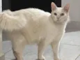 Gato persa Branvo