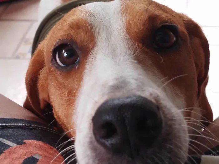 Cachorro ra a SRD-ViraLata idade 4 anos nome Elisa 