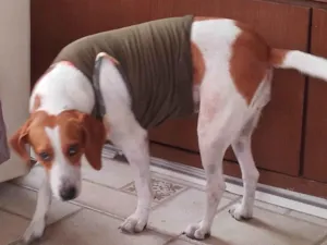Cachorro raça SRD-ViraLata idade 4 anos nome Elisa 
