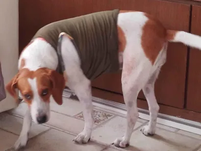 Cachorro raça SRD-ViraLata idade 4 anos nome Elisa 