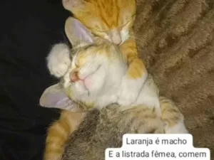 Gato raça Exótico idade 2 a 6 meses nome Kiara e Garfield 