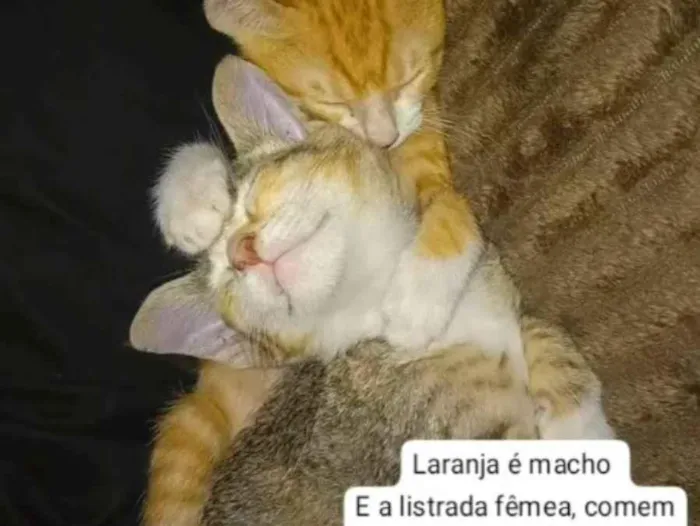 Gato raça Exótico idade 2 a 6 meses nome Kiara e Garfield 