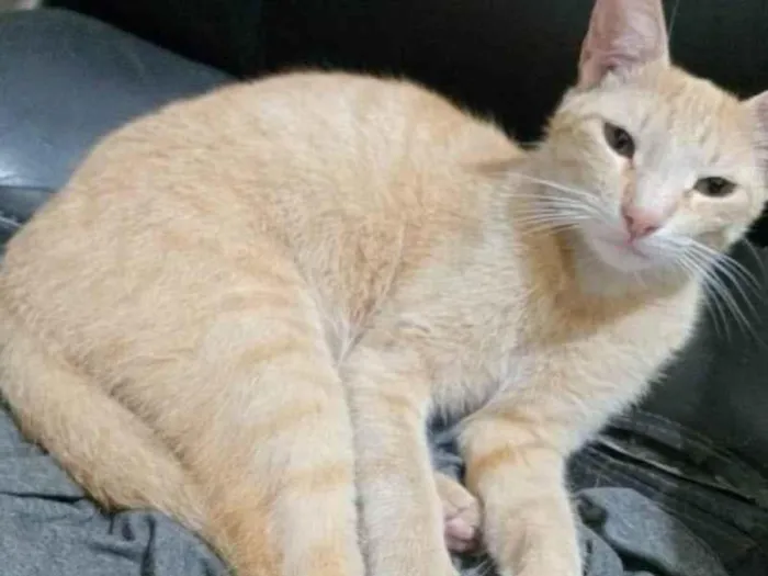 Gato raça SRD-ViraLata idade 1 ano nome Ben