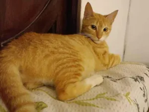 Gato raça SRD-ViraLata idade 7 a 11 meses nome Pandora