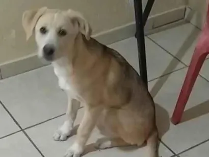 Cachorro raça SRD-ViraLata idade 2 a 6 meses nome Serenna
