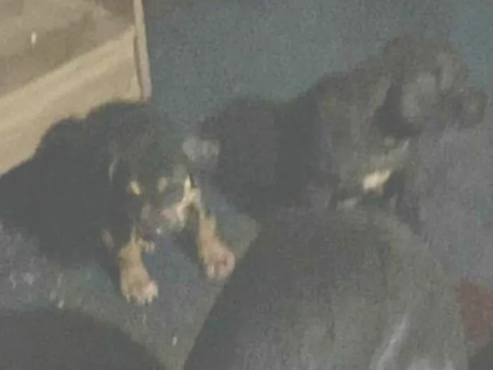 Cachorro raça SRD-ViraLata idade Abaixo de 2 meses nome Thor 