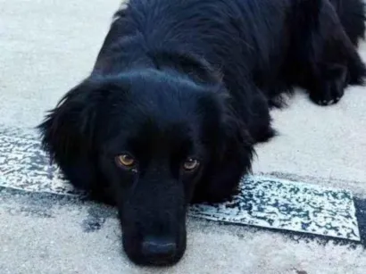 Cachorro raça SRD-ViraLata idade 2 a 6 meses nome Falar com Elisangela - Whats 11 96137-2504